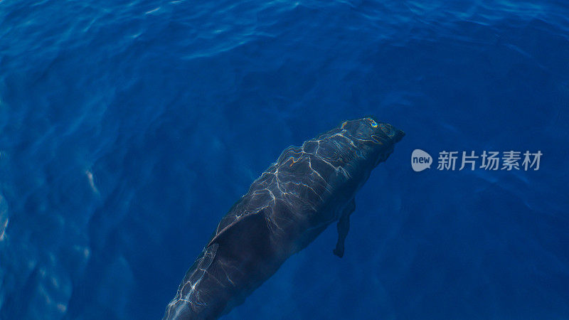 马德拉岛- Funchal附近的蓝色海水和潜水海豚